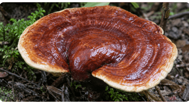 Reishi (Ganoderma lucidum)